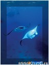  . -   Fiji Aggressor II, 