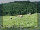 Коровы пасутся на субальпийских лугах
