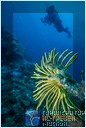  Yasawa Island Resort and Spa, 